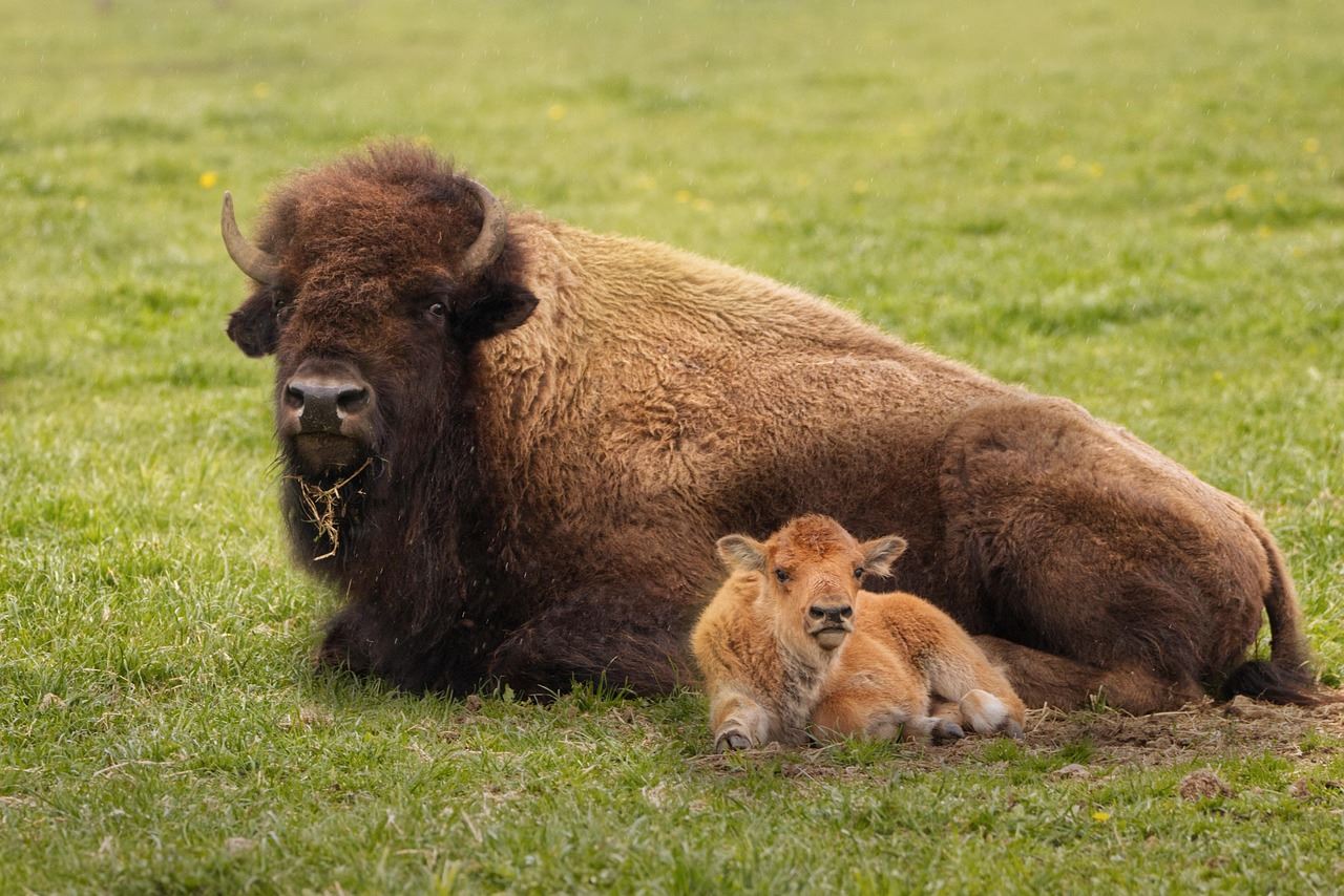 Bison and calf