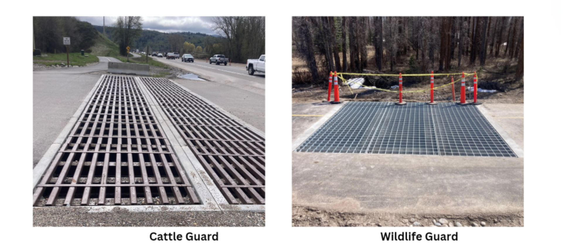 Engage Page -WildlifeGuards2 - 1000x425